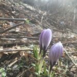 krokus